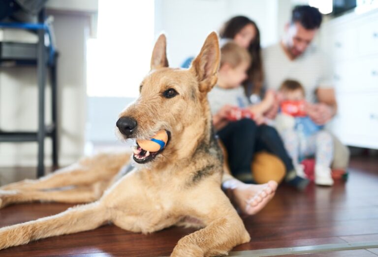 pets affect indoor air