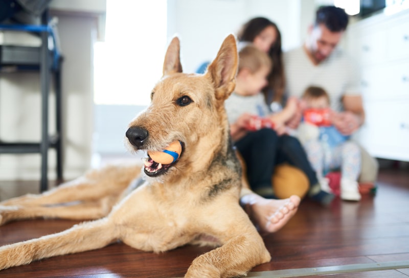 Can Pets Diminish Indoor Air Quality in My Slidell, LA, Home?