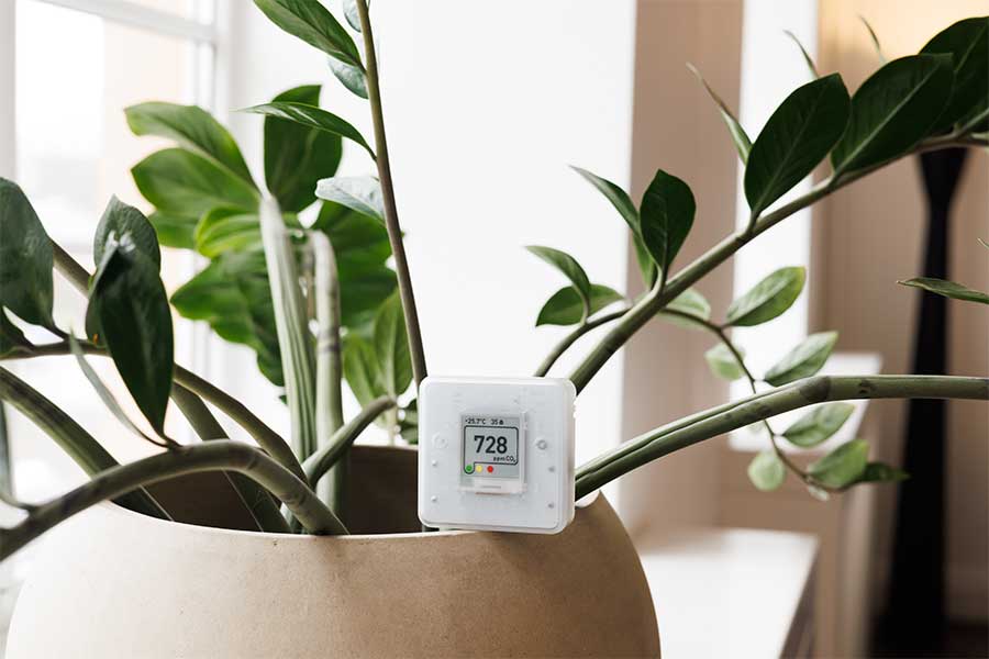 plant with indoor air quality monitor